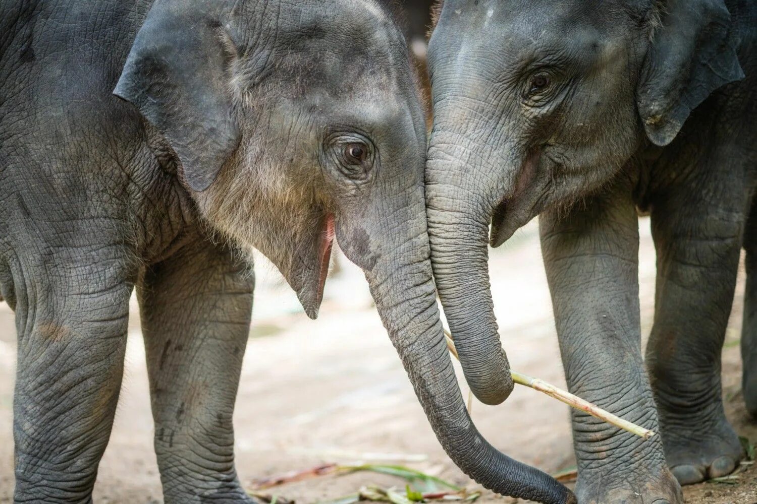 Слоненок. Радостный Слоненок. Довольный слон. Слон улыбается. Happy elephant