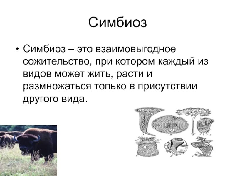 Симбиоз. Симбиоз это в биологии. Симбиоз это кратко. Симбиоз симбиоз. Что такое симбиоз кратко