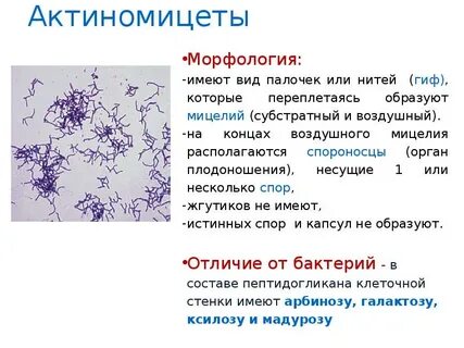 Таксономия актиномицетов
