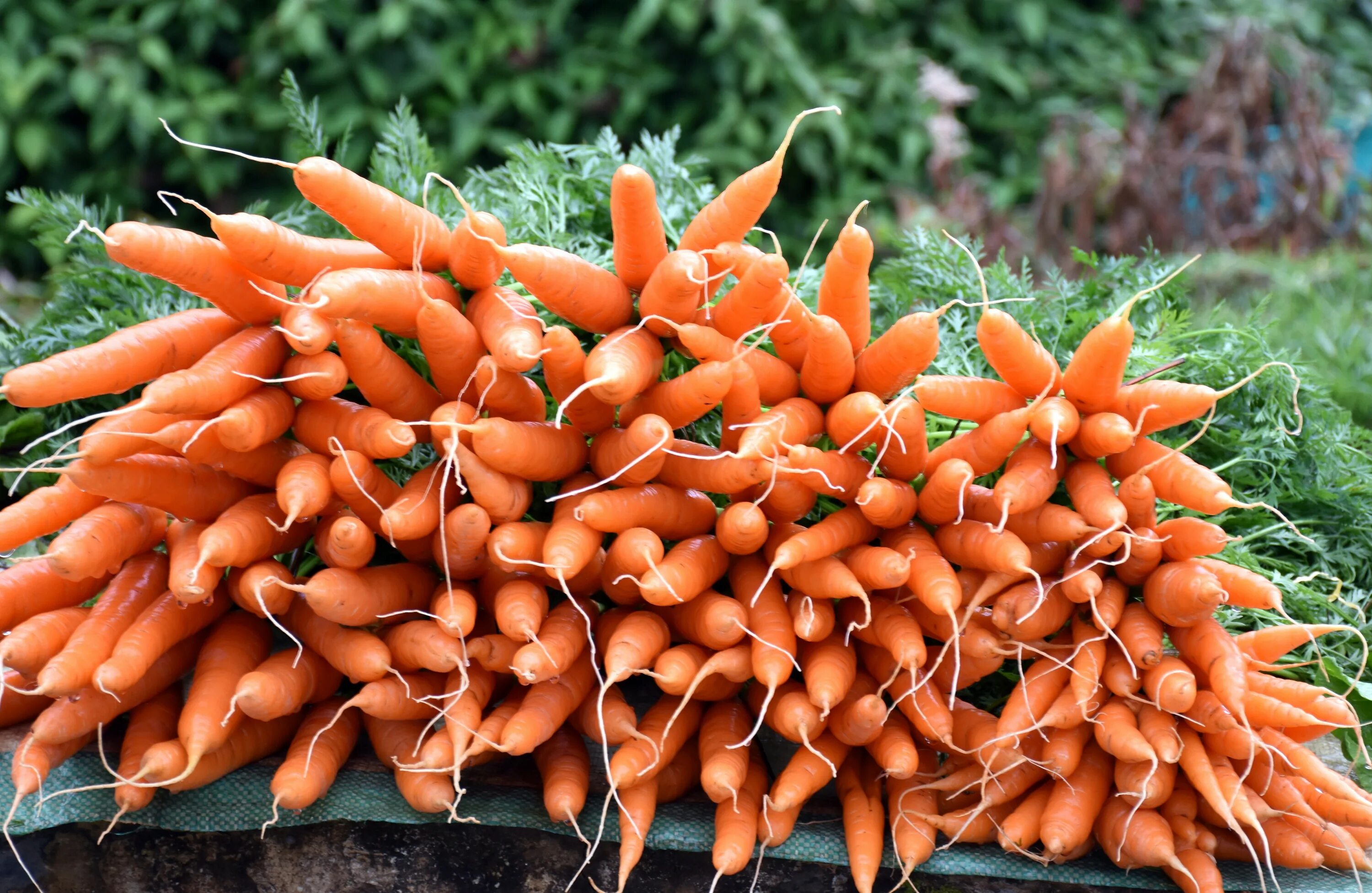 Carrot vegetable. Морковь. Морковь на грядке. Урожай моркови. Морковь в огороде.