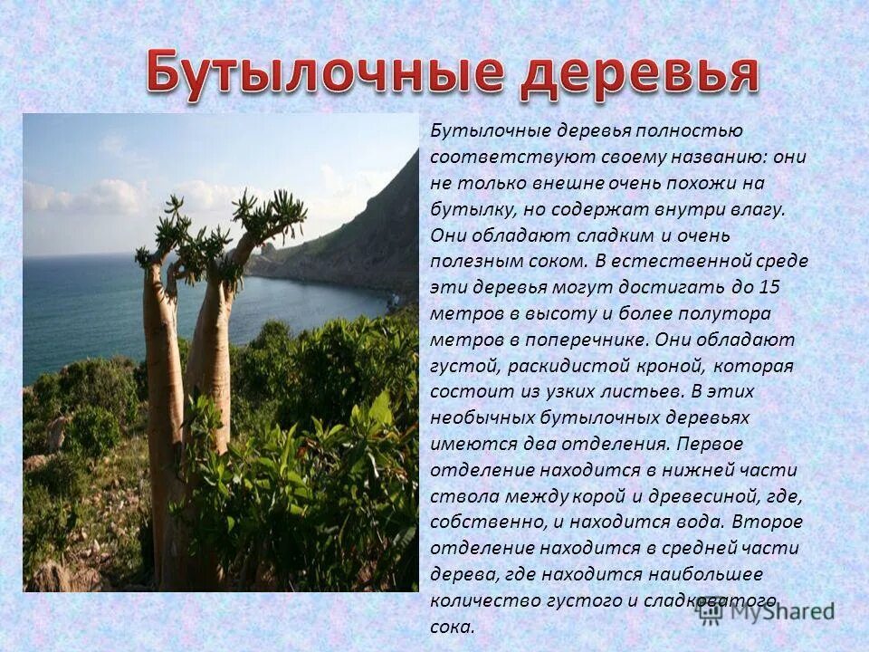 факторы растения южной америки. растения вечнозелёные экваториальные леса. растительность южной америки. презентация на тему экваториальные леса. растения южной америки презентация.