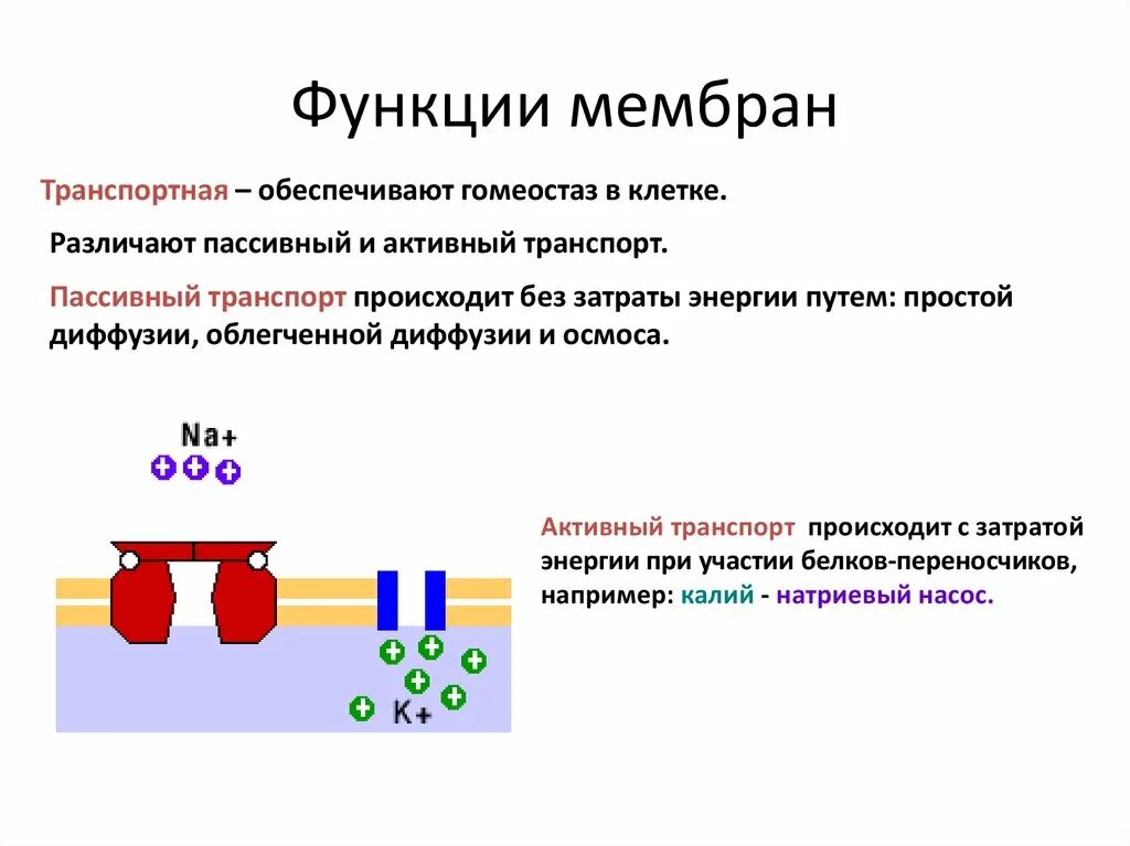 Выполняет функцию диафрагмы. Функции диафрагмы. Функции мембраны. Транспортная функция мембраны. Электрическая функция мембраны.