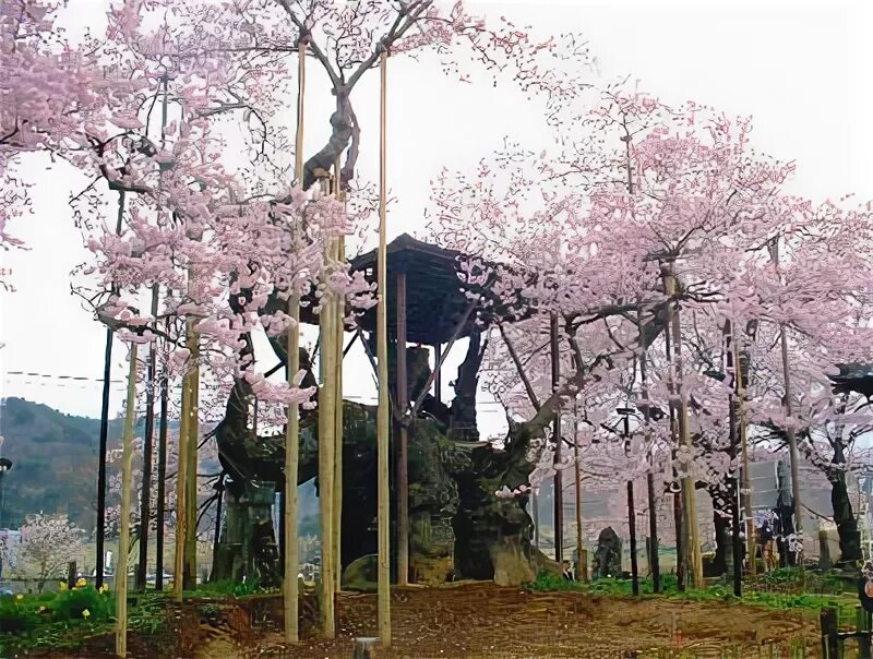 Великая сакура. Самая древняя Сакура. Весенний Хиган Япония. Сакура древнее фото.