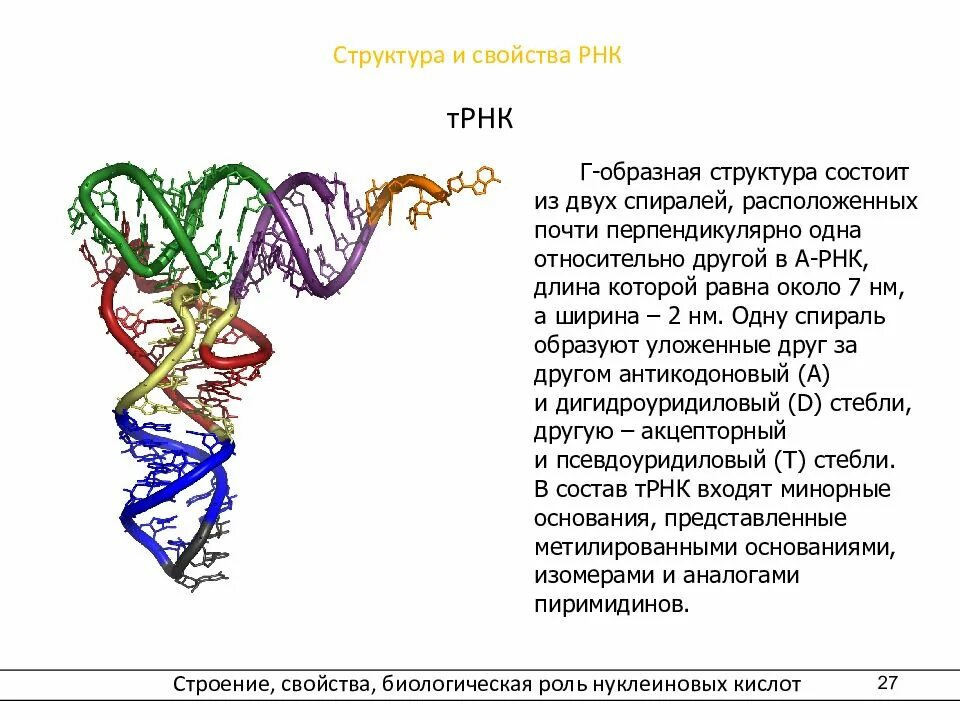 Структура строения рнк. Структуры белка рнк. альфа спираль рнк. характеристика третичной структуры рнк. рнк строение структура.