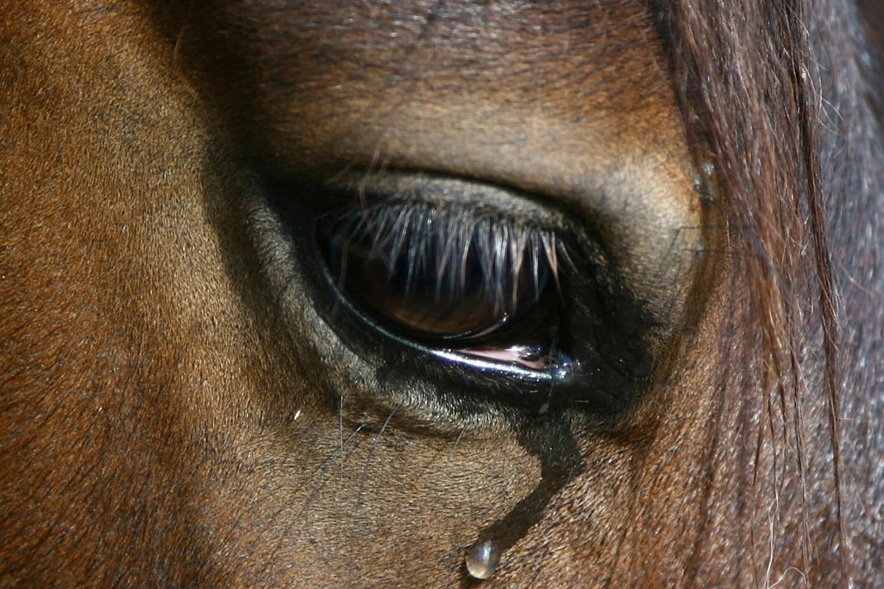 Коня жалко. Грустный конь. Грустная лошадь. Лошадь плачет. Глаз лошади.