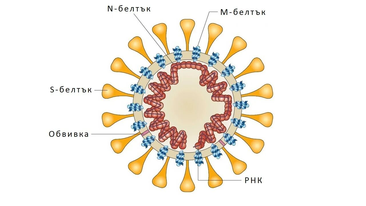 Ковид органы. Коронавирус схема строения. Коронавирус 19 строение вируса. Строение коронавируса Covid-19 схема. Коронавирус строение Covid 19.
