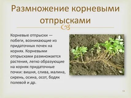 Размножение корневой системой