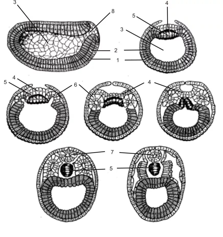Спинной мозг из эктодермы. Бластуляция и гаструляция. Гаструляция бластопор. Гаструляция нейруляция. Гаструляция эмбриогенеза.