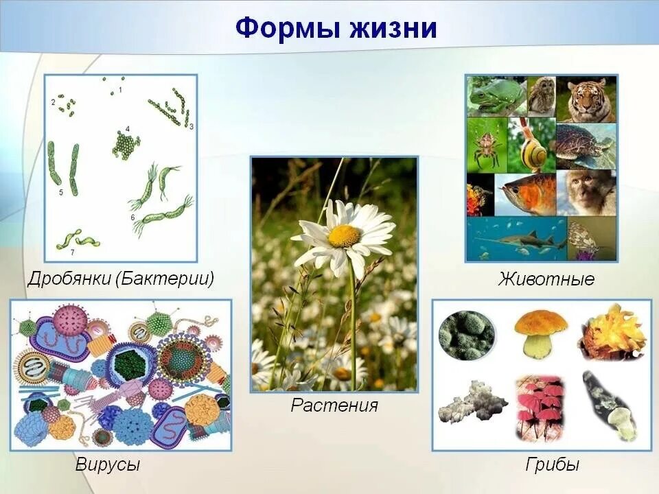 Какие могут быть формы жизни. Разнообразие форм жизни. биологические формы жизни. формы жизни живых организмов. разнообразие жизни на земле.