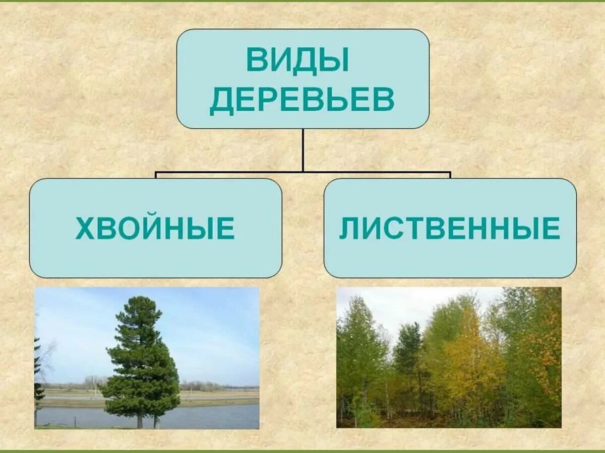 Конспект хвойные. Лиственные и хвойные деревья. Лиственные и хвойные деревья презентация. Дерево лиственное и хвоные. Слайд хвойные и лиственные деревья.