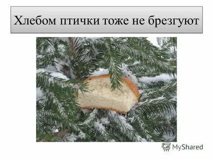 Птичкам хлеб