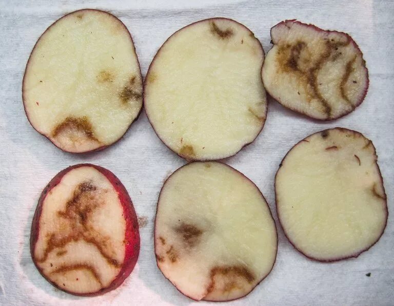 Viruses potato