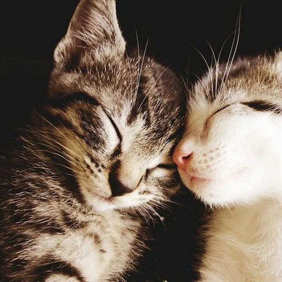 Кошечки любовь. Кошки любовь. Влюбленные котики. Котики обнимаются. Милые котики парочки.