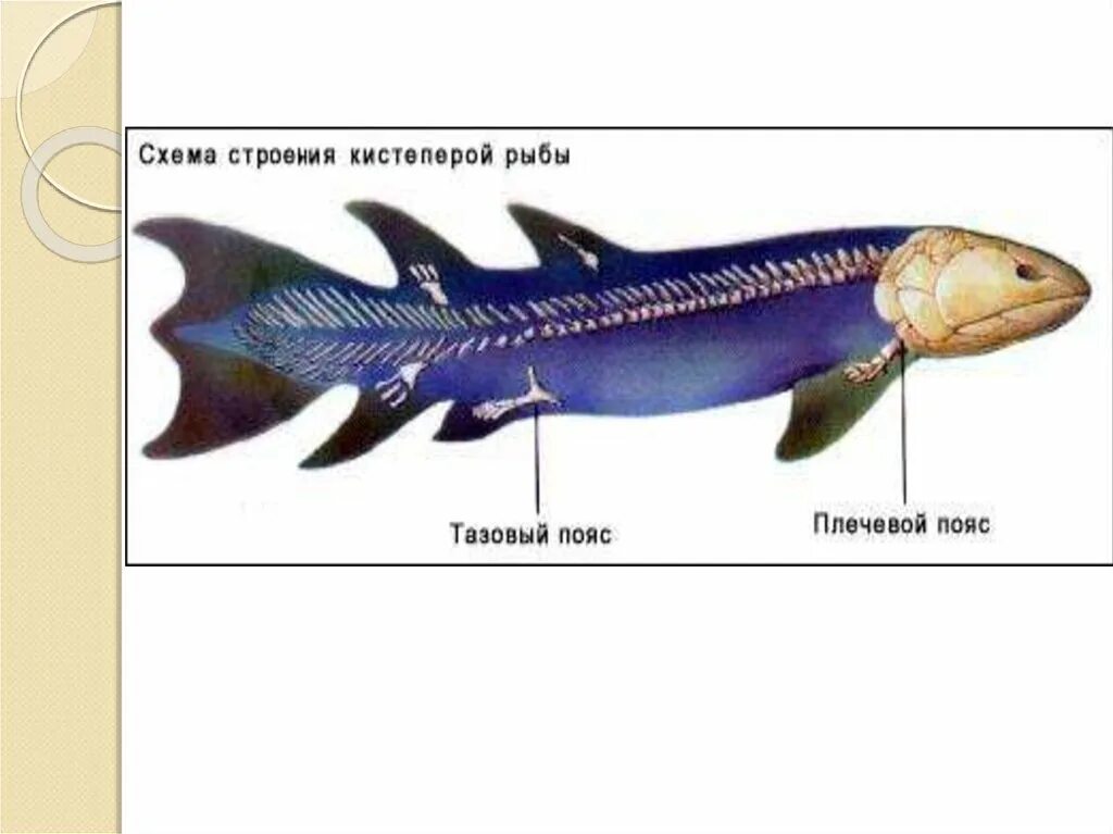 3 признака хрящевых рыб. Строение хрящевых и костных рыб. Хрящевые рыбы строение. Скелет хрящевых рыб. Рыбы хрящевые и костные кистеперые.