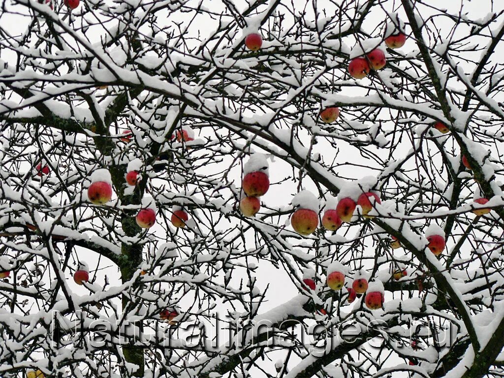 Молодая яблоня зима. Яблоня / Malus зимой. Яблоня в снегу. Яблоневый сад в снегу. Яблоневый сад зимой.