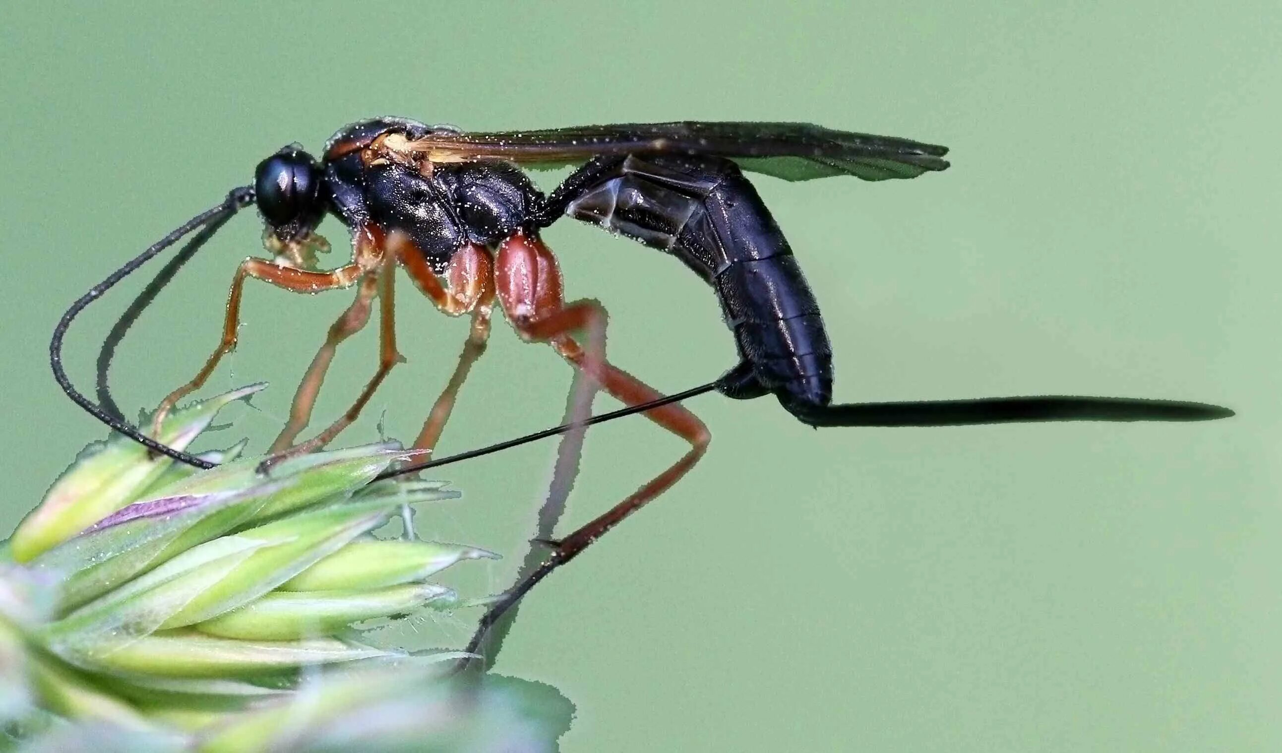 Муравьи наездники. Оса Ichneumon. Жук наездник ихневмониды. Оса-наездник яйцеклад. Муха Ichneumon.