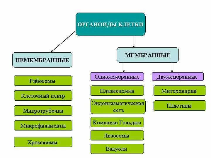 Какую функцию выполняют одномембранные органоиды. Мембранные и немембранные органоиды. немембранные органоиды клетки. немембранные органоиды клетки растений. одномембранные двумембранные немембранные.