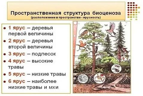 Изменение видового состава биоценоза