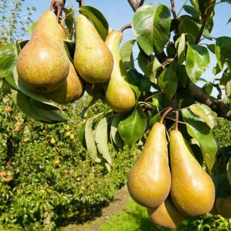 Сорт груши деведжи. Груша ред бартлет. Сорт груши феерия. Шервуд груша зеленый. Много груш.