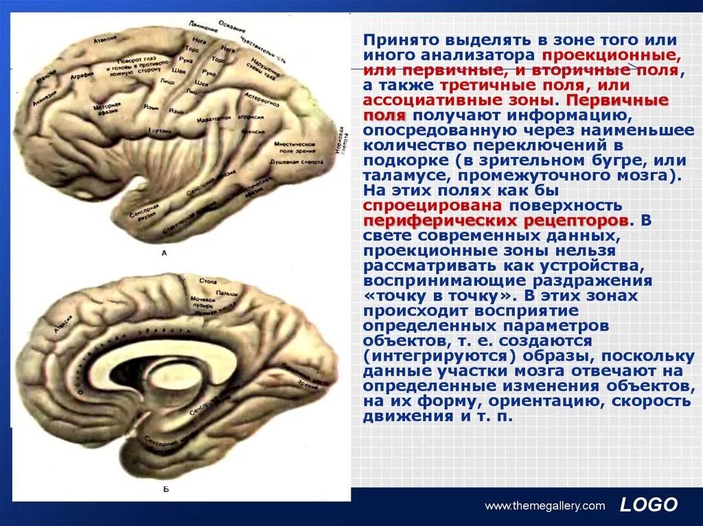 Первичные поля мозга