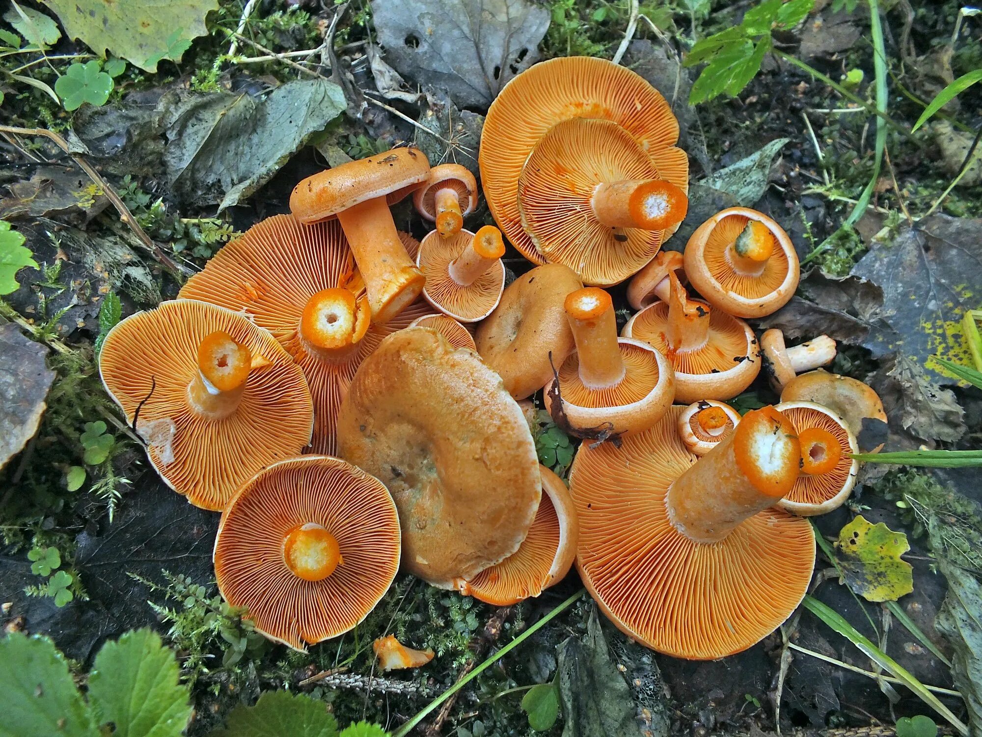 Группа рыжики. Рыжик еловый (Lactarius deterrimus). Рыжик Сосновый/Боровой (Lactarius deliciosus);. Гриб млечник оранжевый. Оранжевый гриб Рыжик.