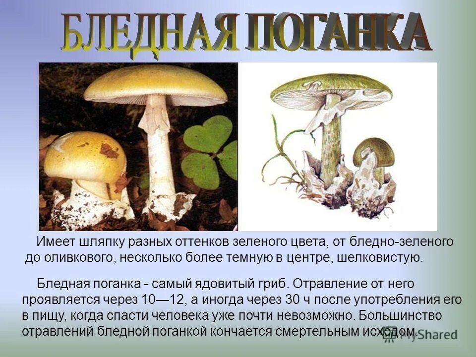 Бледная поганка шляпка снизу. Бледная поганка характеристика. Ядовитые грибы бледная поганка. Бледная поганка характеристика. Бледная поганка 2 класс окружающий мир.