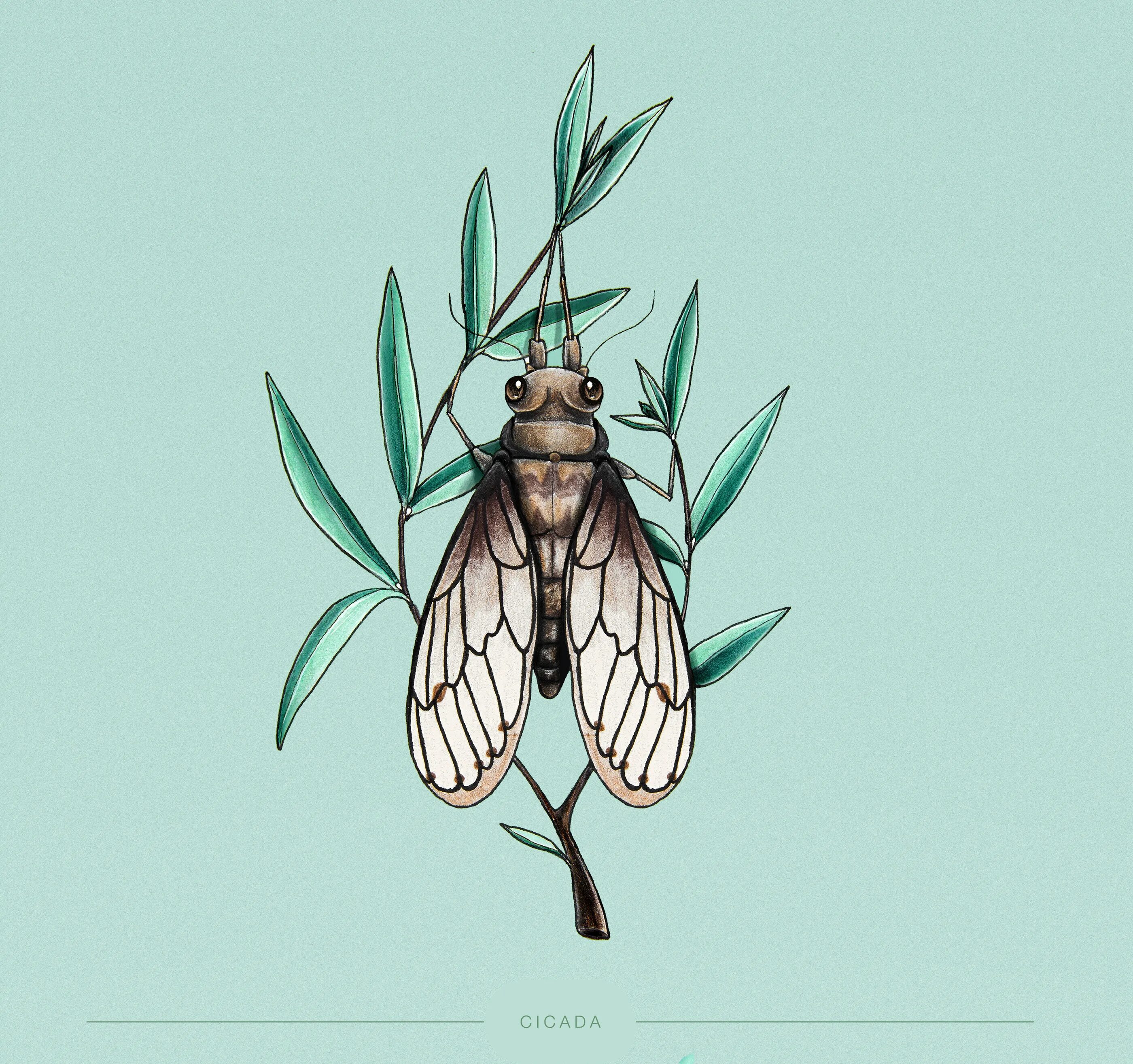 Цикада 3301 арт. Cicada anatomy. Стилизованные насекомые. Цикада стилизация. Цикада тату.