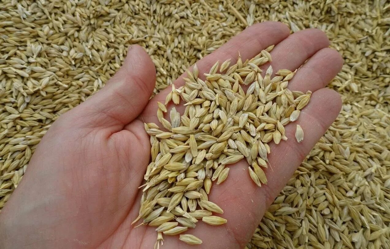 Как выглядит зерно пшеницы. Зерно. Полба спельта. Ячмень ядрица. Арпа бугдой.