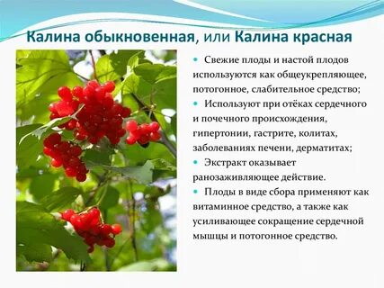 Калина лечебные