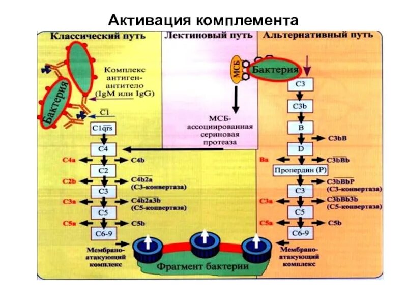 С3 комплемент. Активация системы комплемента с3. активация системы комплемента микробиология. пути активации комплемента иммунология. система комплемента с9.