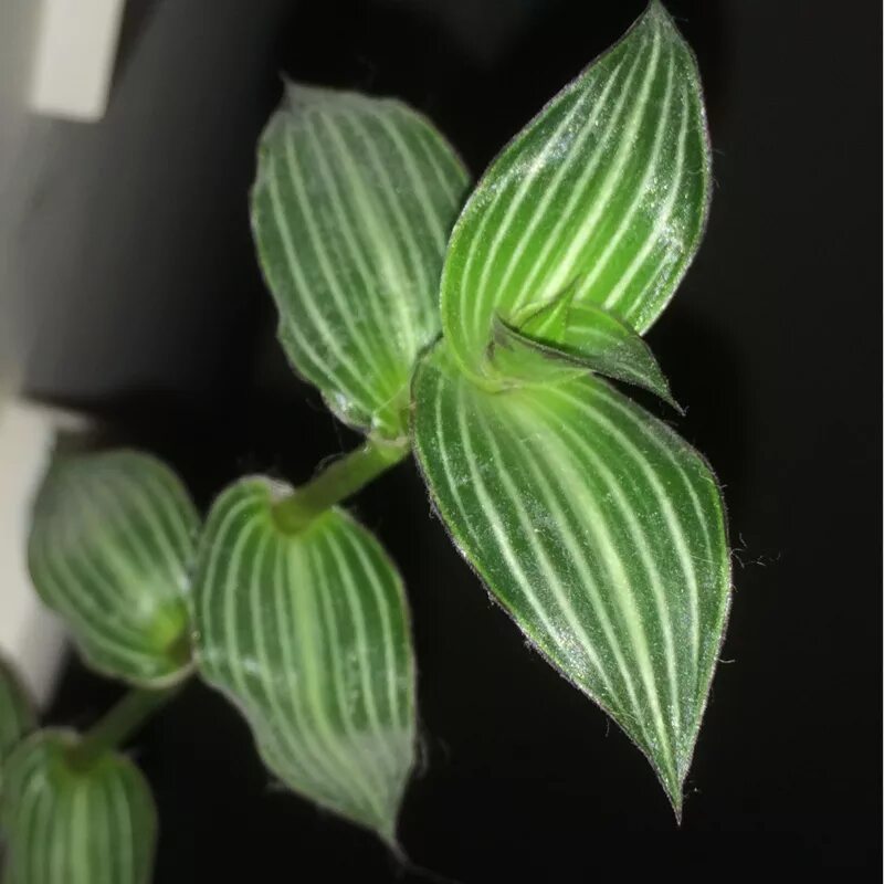 Традесканция каллизия. Традесканция каллизия элеганс. Традесканция elegans. Традесканция каллизия элеганс. Коллизия традесканция.