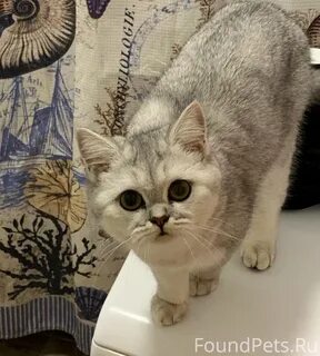 Кошки серпухов