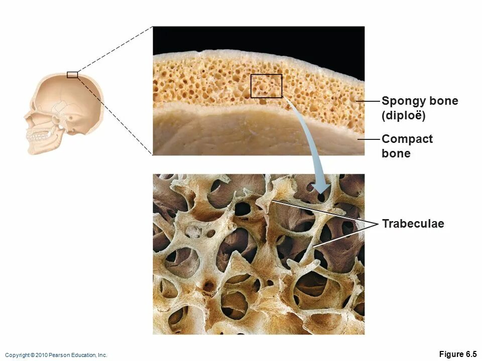 Layers bone