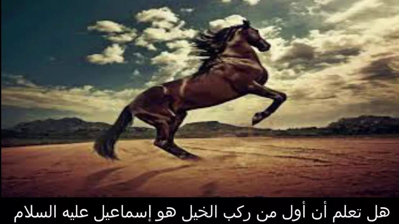 4 horse