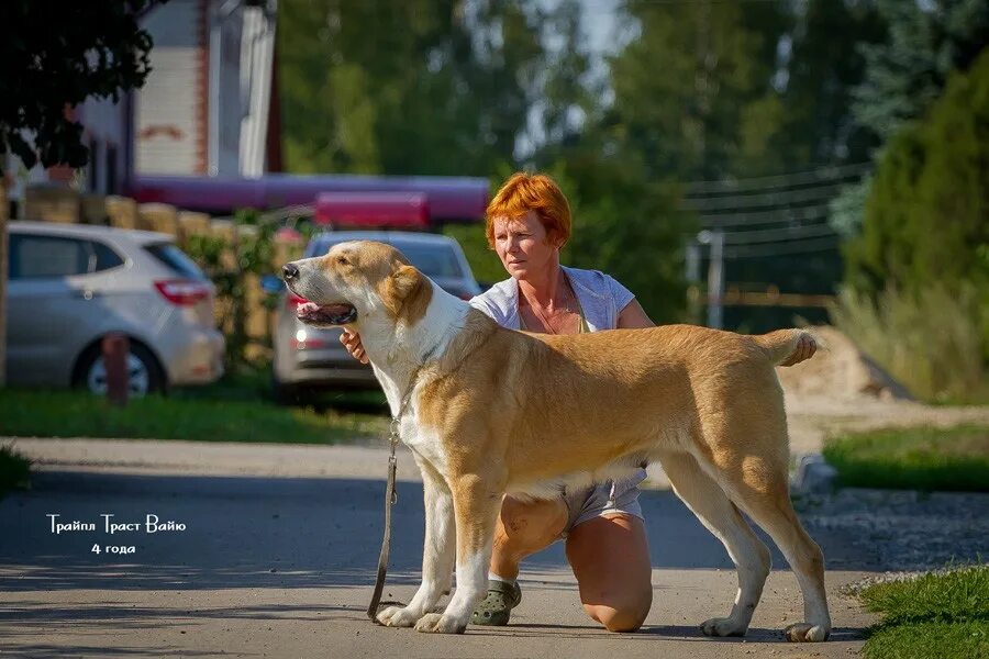 Дог ви траст. Дог ви траст. Стаффордширский питбультерьер. Собака чемпион россии. Дог ви траст.