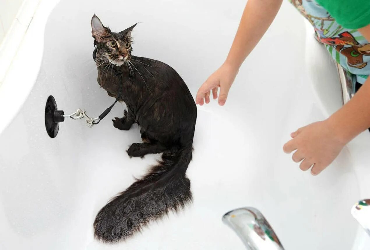 Сколько мыть котенка. Приспособление для мытья кошек. приспособление для купания кота. мытье кошки. кошку моют.
