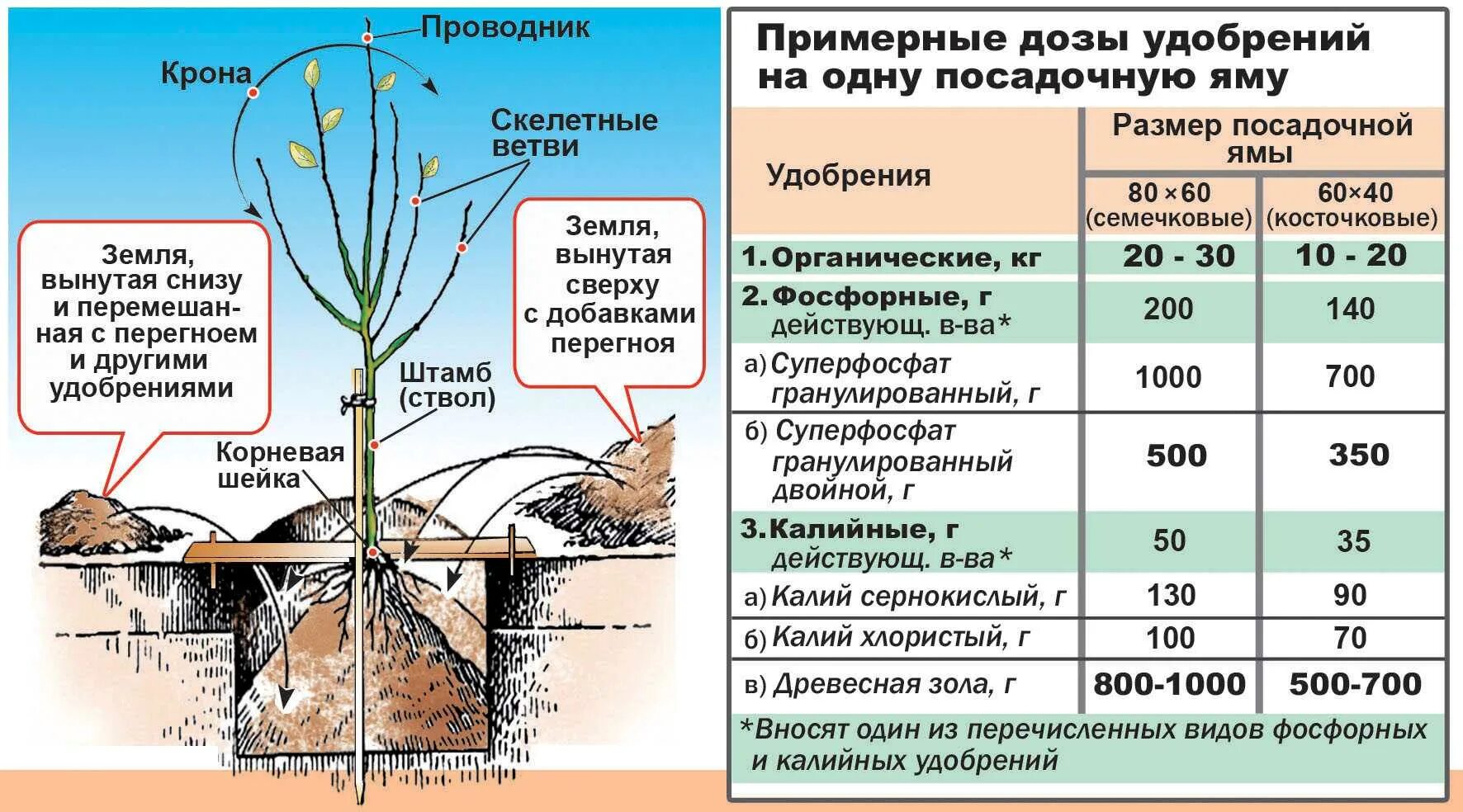 Чем подкормить черешню во время цветения. Сроки посадки саженцев плодовых деревьев. Схема выращивания плодовых саженцев. Посадка саженцев плодовых деревьев весной груши. Схема подкормки плодовых деревьев.