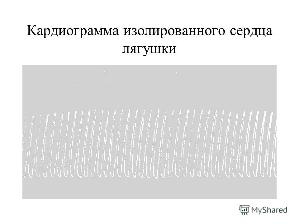 изолированном сердце