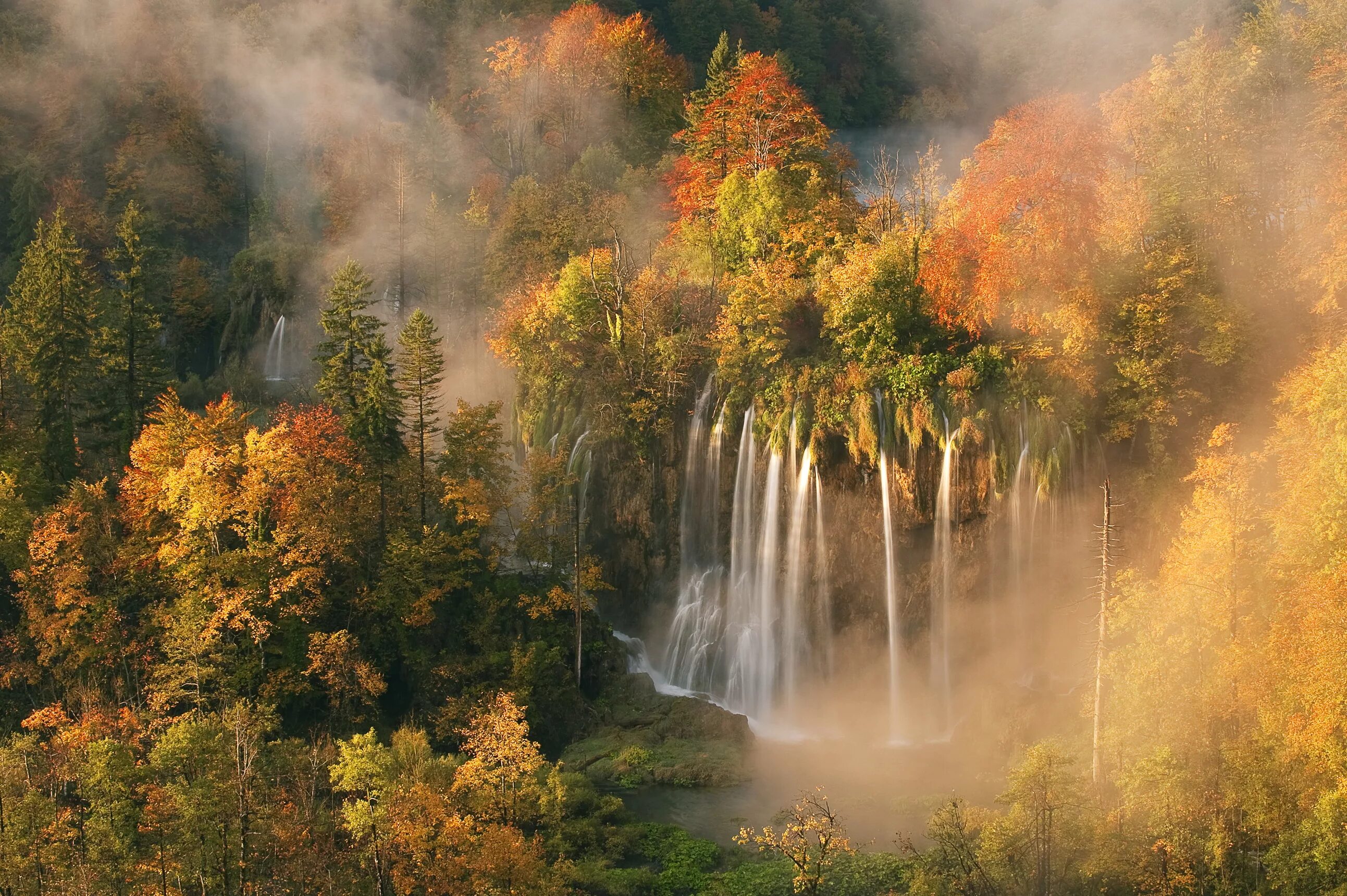 Tree falls