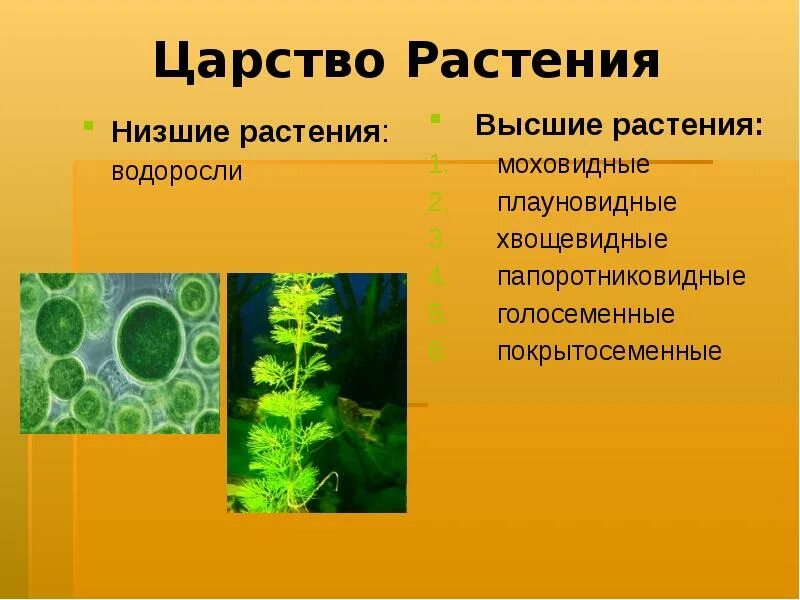 Царство растения низшие растения. Царство растений водоросли низшие. Низшие растения представители. Плауновидные Покрытосеменные.