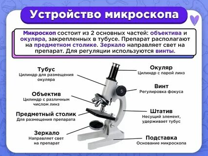 Какую функцию выполняет окуляр в микроскопе