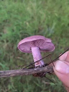 Гриб синюшка