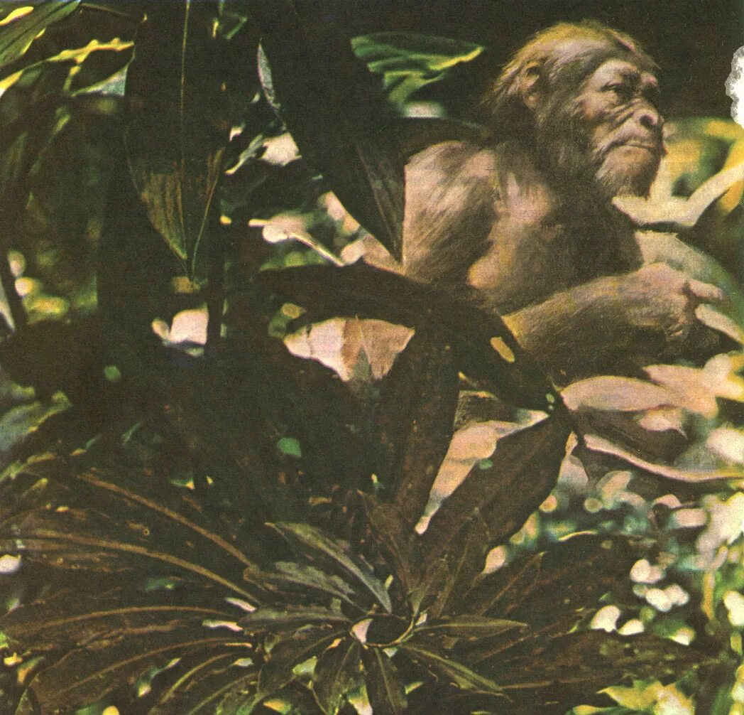 Найти недостающее звено. Звенья словообразовательной цепочки туман. Найти недостающее звено. Недостающее звено эволюции. Недостающее звено гравюра.