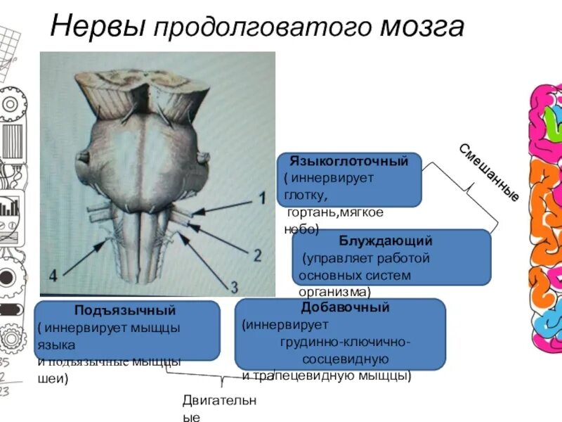 Нервные продолговатого мозга. Нервы продолговатого мозга. От продолговатого мозга отходят нервы. Языкоглоточный нерв продолговатый мозг. Ядра черепно мозговых нервов продолговатого мозга.
