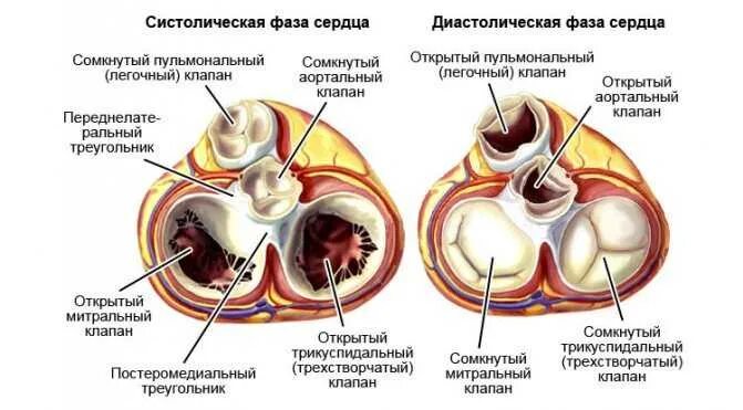 Как клапан делает операция. Аортальный клапан и легочный клапан. Митральный клапан сердца. Митральный клапан двустворчатый. Операция на сердце аортальный клапан.