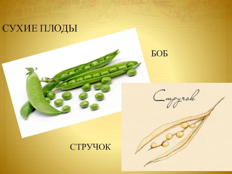 Чем стручок отличается от стручка. Боб и стручок. сухой плод стручок. боб сухой плод. плод боб и стручок.