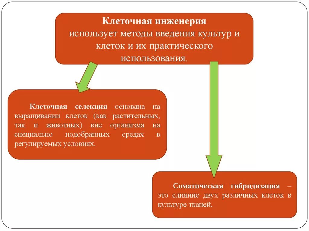 Клеточная инженерия в селекции. Клеточная инженерия: понятие и методы. клеточная инженерия история возникновения. клеточная инженерия история даты.