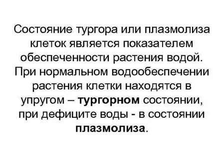 Что такое тургор у растений