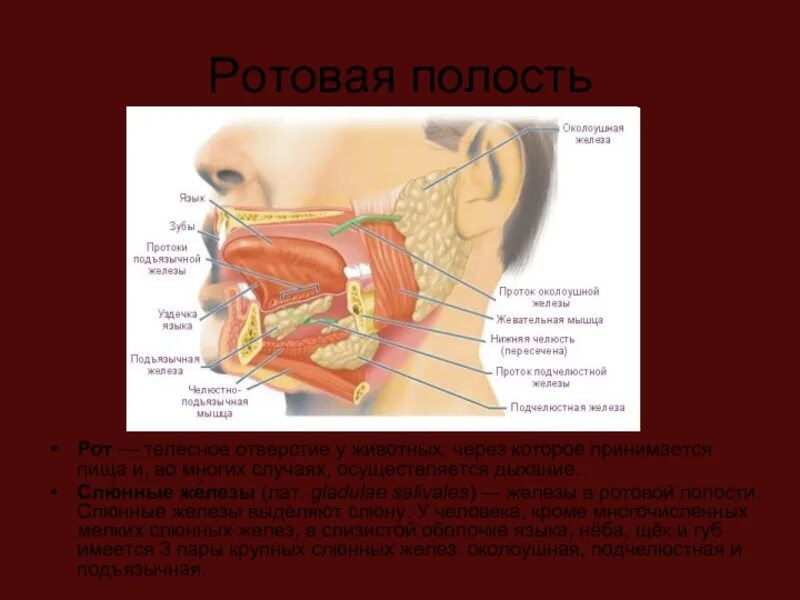 Ротовая полость анатомия слюнные железы. Околоушная железа ротовая полость. Железы полости рта строение. Строение околоушной железы