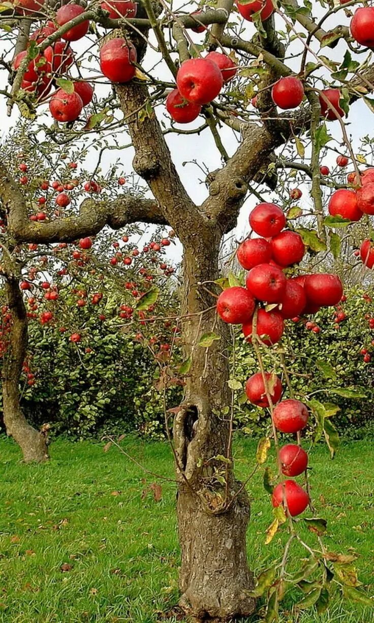 В саду где растут яблоки. Яблоня Malus hyvingiensis. Яблоня Кримсон. Яблоня хубейская. Яблоня Кифер.